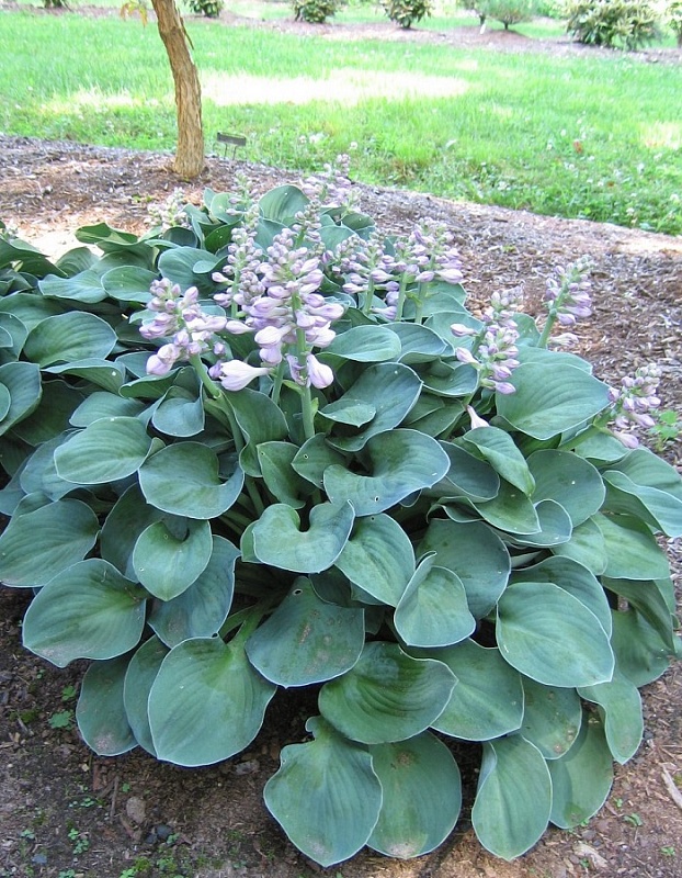 Хоста Блю Маус Йерс 